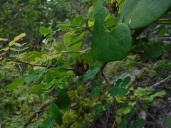 Aristolochia leptosticta