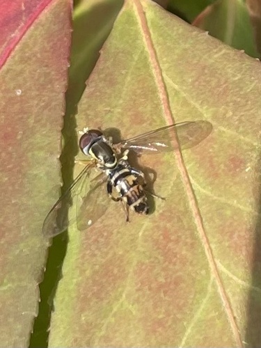 Unknown species found near Stony Brook University, Stony Brook, NY, US