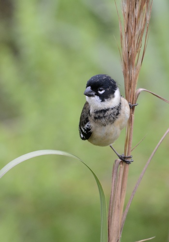 Morelet's Seedeater
