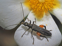 Oedemera rufofemorata
