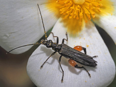Oedemera rufofemorata