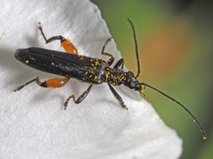 Oedemera rufofemorata