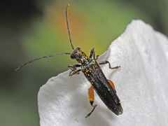 Oedemera rufofemorata
