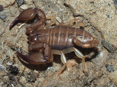 Euscorpius candiota