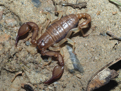 Euscorpius candiota