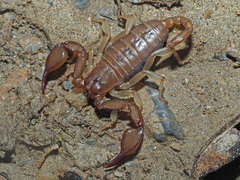 Euscorpius candiota