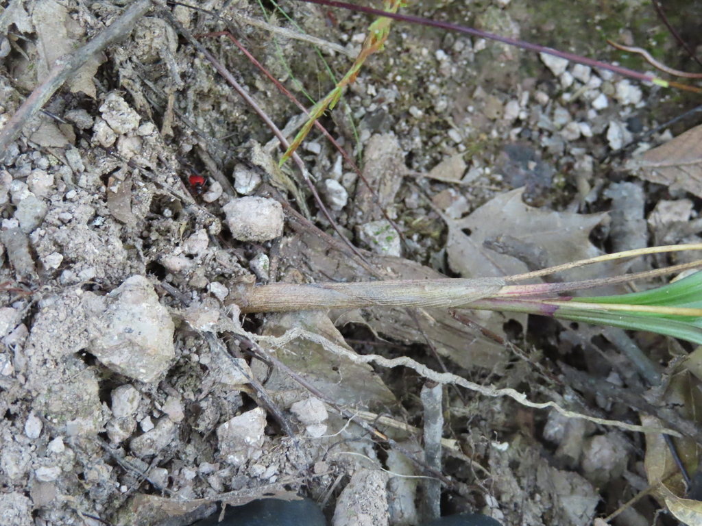 Bletia roezlii; photograph (c) Ulises Pinedo, some rights reserved (CC BY)