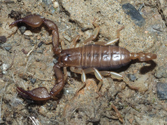 Euscorpius candiota