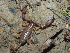 Euscorpius candiota