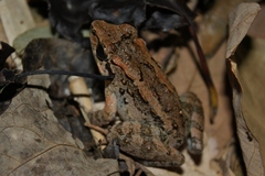 Limnonectes leytensis