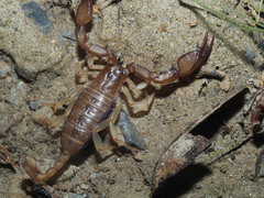 Euscorpius candiota