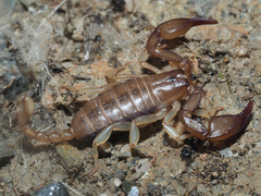 Euscorpius candiota