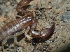 Euscorpius candiota