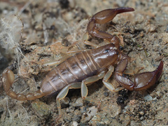Euscorpius candiota