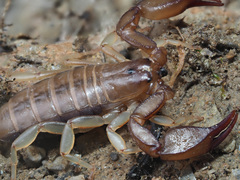 Euscorpius candiota