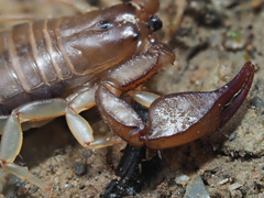 Euscorpius candiota