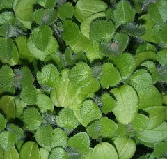 Veronica hederifolia