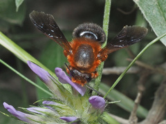 Megachile sicula