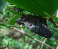 Polygonus leo leo