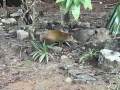 Dasyprocta ruatanica