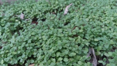Veronica hederifolia
