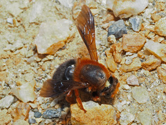 Megachile sicula