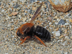 Megachile sicula