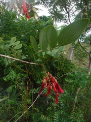Poitea multiflora