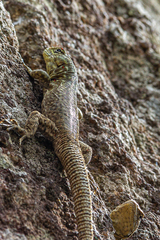 Stenocercus crassicaudatus