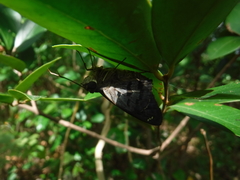 Polygonus leo leo