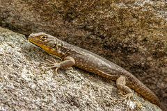 Stenocercus crassicaudatus