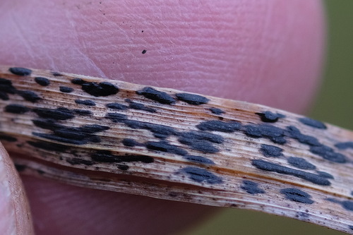Phyllachora graminis observed 2025-10-15