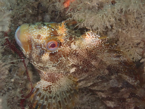 Parablennius gattorugine