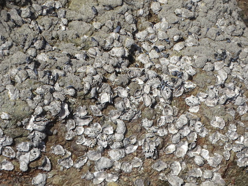 Magallana gigas