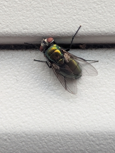 Unknown species found near Wareham, MA 02571, USA