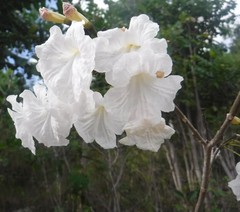Tabebuia calcicola
