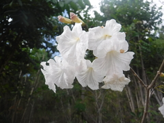 Tabebuia calcicola