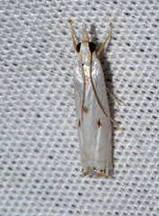Microcrambus biguttellus