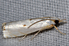Microcrambus biguttellus