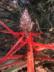 Bromelia balansae