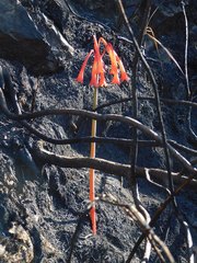 Cyrtanthus angustifolius