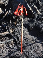 Cyrtanthus angustifolius