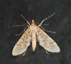 Duponchelia lanceolalis