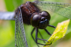 Erythrodiplax connata