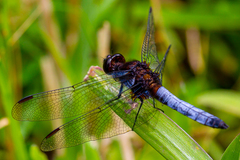 Erythrodiplax connata