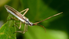 Leptopterna dolabrata