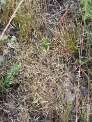 Deschampsia danthonioides