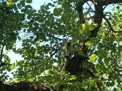 Chlorocebus pygerythrus