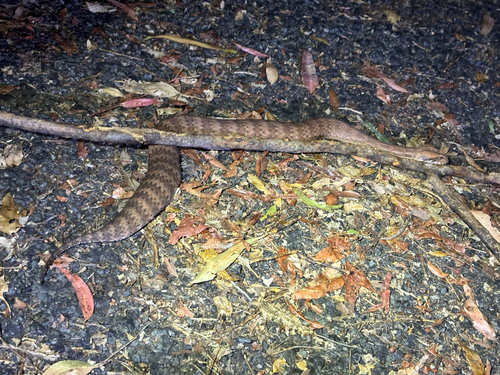 Southern Death Adder sighting
