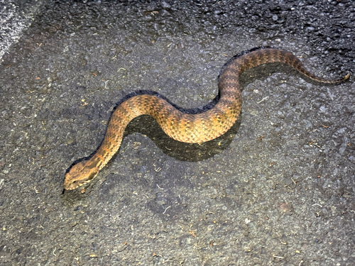 Southern Death Adder sighting
